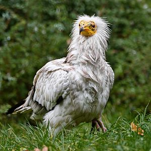 Egyptian vulture