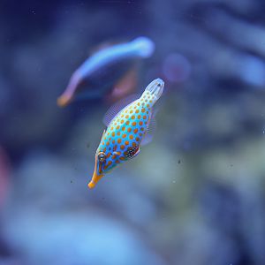 Orange-spotted Filefish
