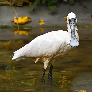 Black-faced spoonbill
