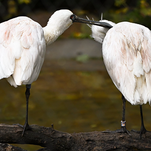 Black-faced spoonbills