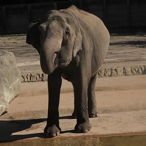 Elephant drinking water