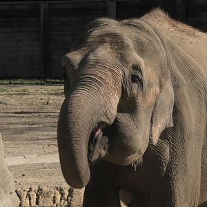 Elephant drinking water upclose