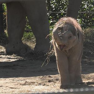 Baby elephant being silly
