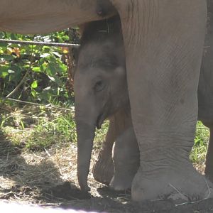 Baby elephant under mom's leg