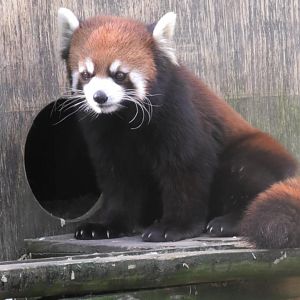 Red panda sits by a hut