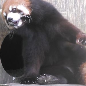 Red panda scratches it's self