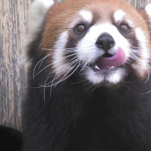 Red panda licking it's lips