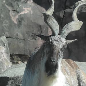 Male markhor standing on a rock