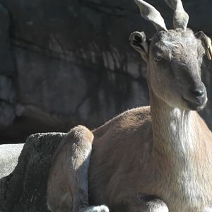 Female markhor sitting on a rock