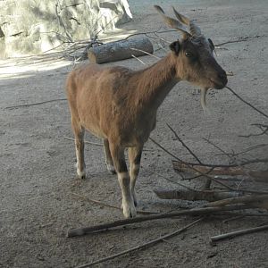 Female markhor with a pile of sticks