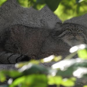 Pallas cat relaxing on a rock ledge