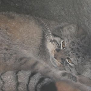 Pallas cat relaxing