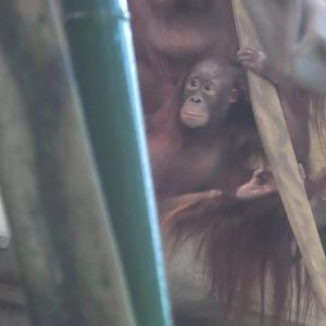 Baby orangutan clementine