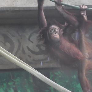 Baby orangutan climbing