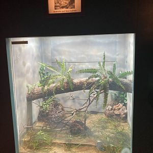 Fly River Turtle Exhibit