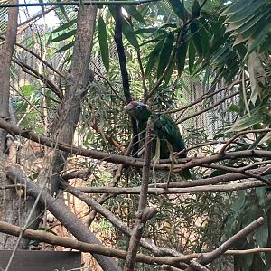 Puerto Rican Amazon Parrot