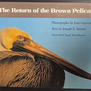 The Return of the Brown Pelican