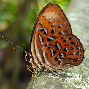 Harlequin Butterfly (Taxila haquinus haquinus)