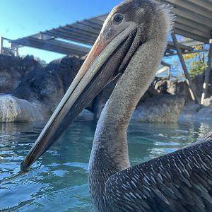 Brown Pelican