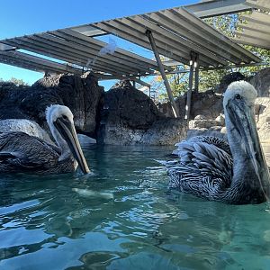 Brown Pelicans