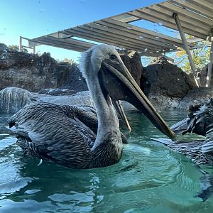 Brown Pelicans