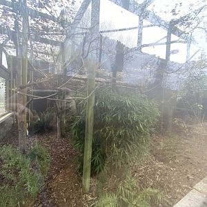 Silvery marmoset outdoor enclosure