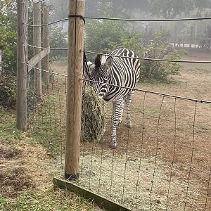 Chapman’s zebra