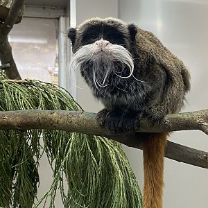 Emperor tamarin