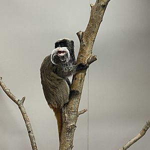 Emperor tamarin image 2