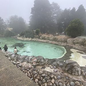Humboldt penguin enclosure