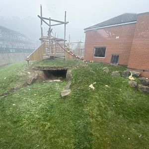 2nd view of Western Lowland gorilla enclosure