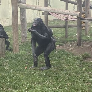Bonobo image 1