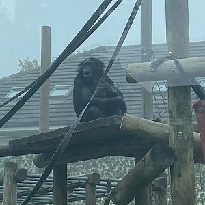 Bonobo on climbing frame