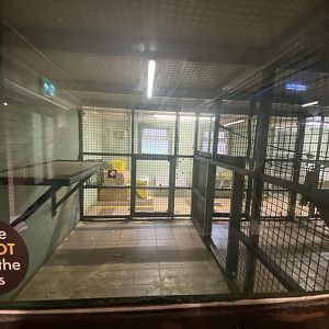 Bonobo separation area