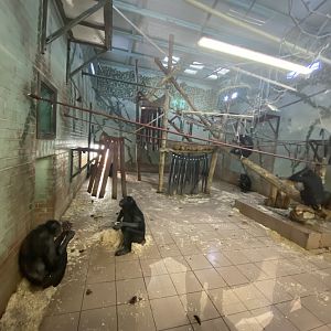 Indoor bonobo enclosure