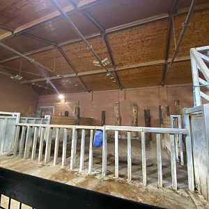 Indoor black rhino enclosure