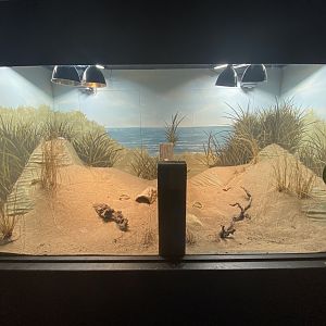 Sand lizard exhibit