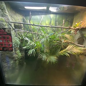 Panther chameleon exhibit