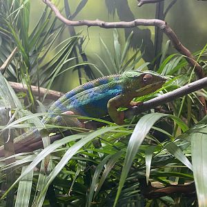 Panther chameleon