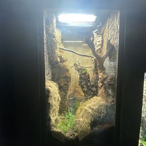 Gooty ornamental tarantula exhibit