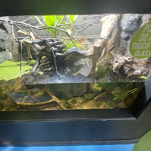 Chinese crocodile lizard exhibit