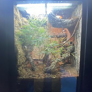 Yellow- headed day gecko exhibit