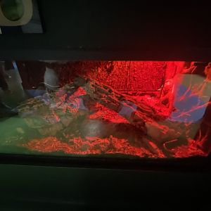 Red-legged millipede exhibit