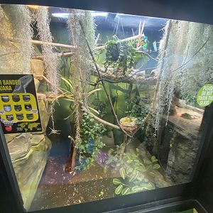Fiji-banded iguana exhibit