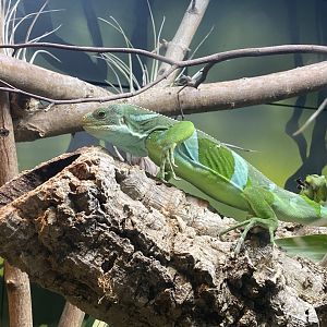 Fiji-banded iguana