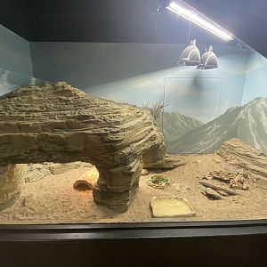 Pancake tortoise exhibit
