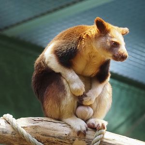 Goodfellow's tree kangaroo (Dendrolagus goodfellowi buergersi), 2024-03-09