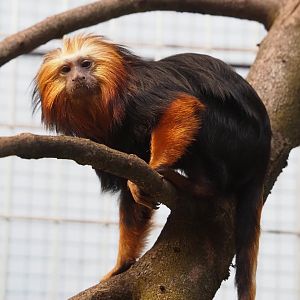 Golden-headed lion tamarin (Leontopithecus chrysomelas), 2024-03-09