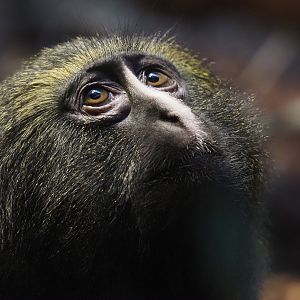 Hamlyn's monkey (Cercopithecus hamlyni), 2024-03-09