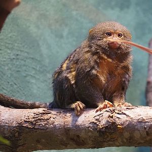 Pygmy marmoset (Cebuella pygmaea), 2024-03-09